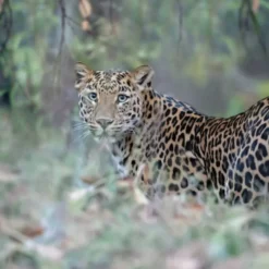 Bassetti completo lenzuola-copriletto LEOPARD in puro cotone